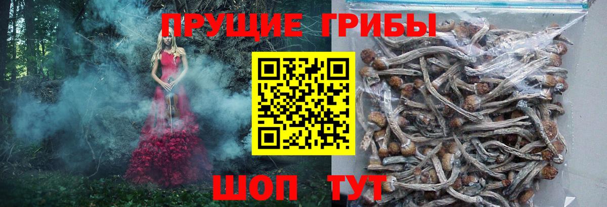Выкса  Псилоцибиновые грибы Psilocybine cubensis  Вход с VPN 